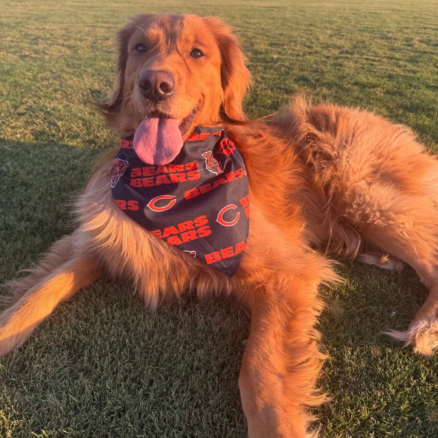 Go Bears!