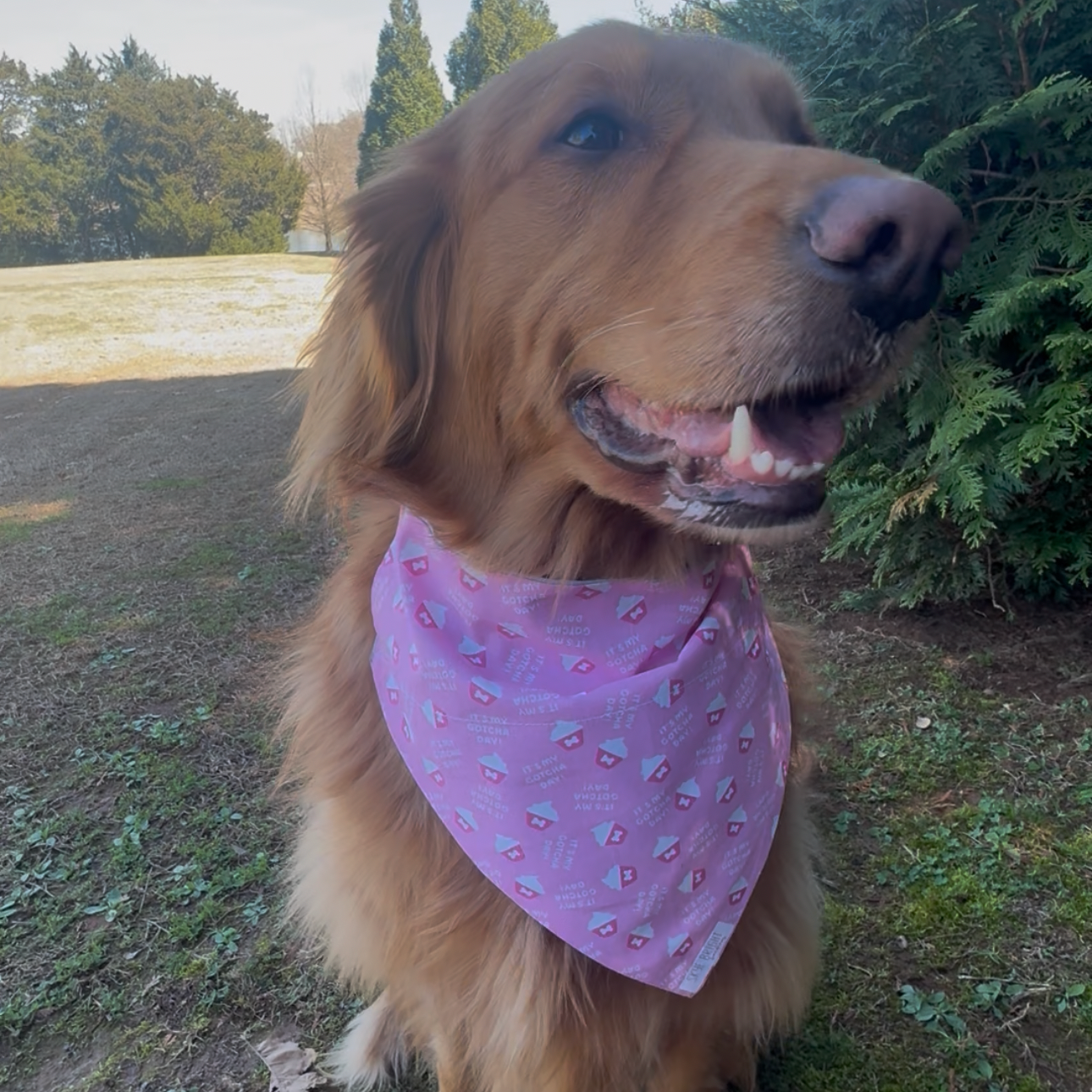 HAPPY GOTCHA DAY!