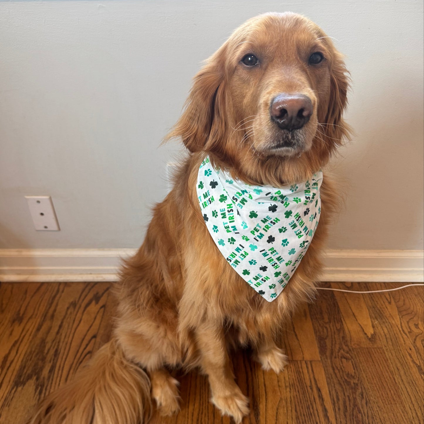Pet Me, I’m Irish!