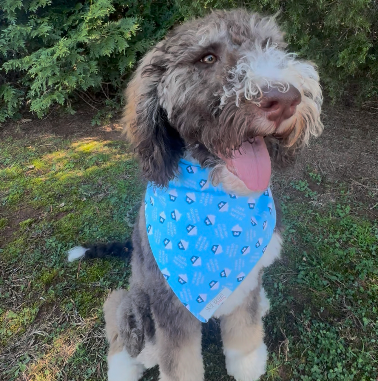 HAPPY GOTCHA DAY!