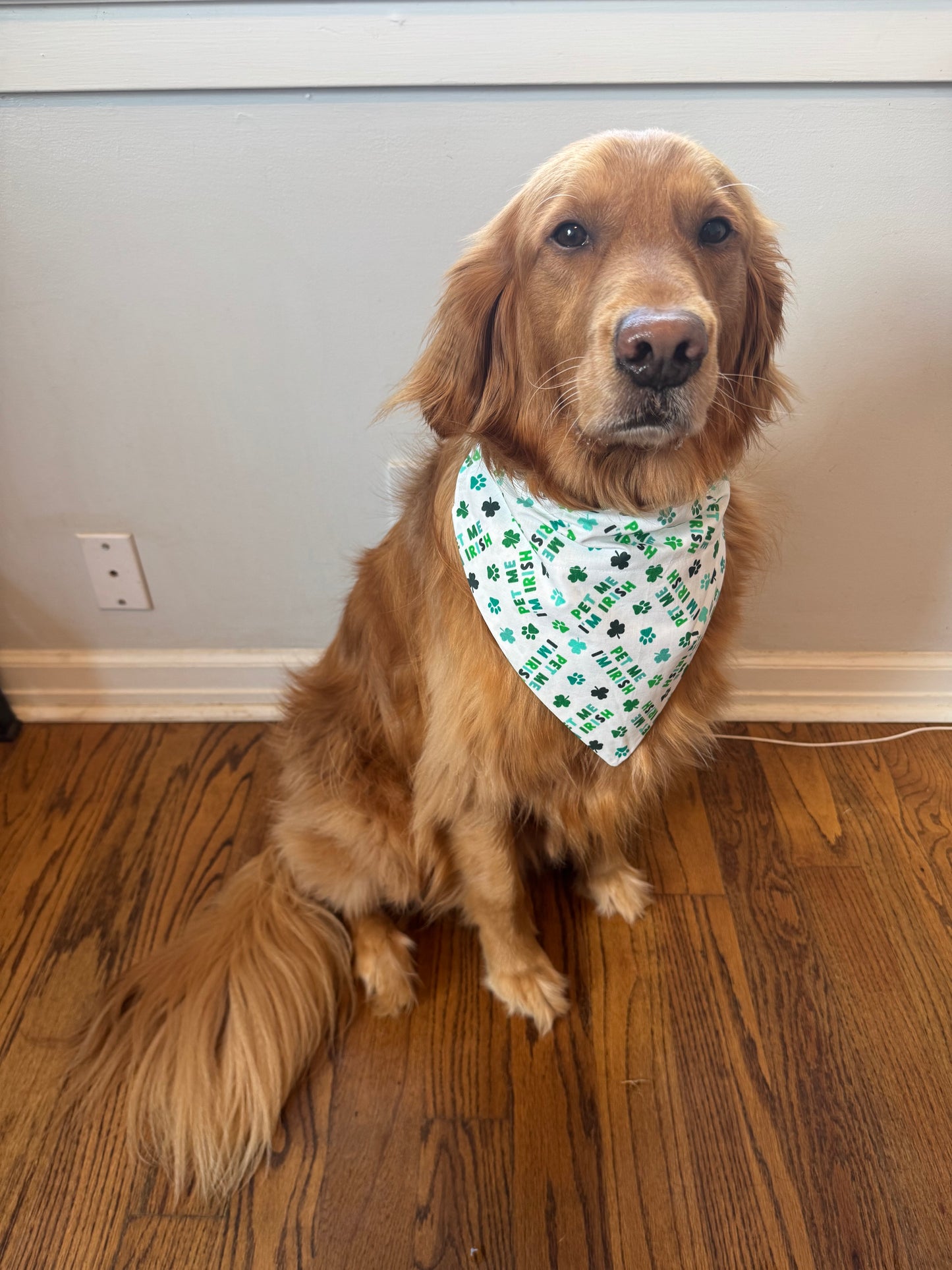Pet Me, I’m Irish!