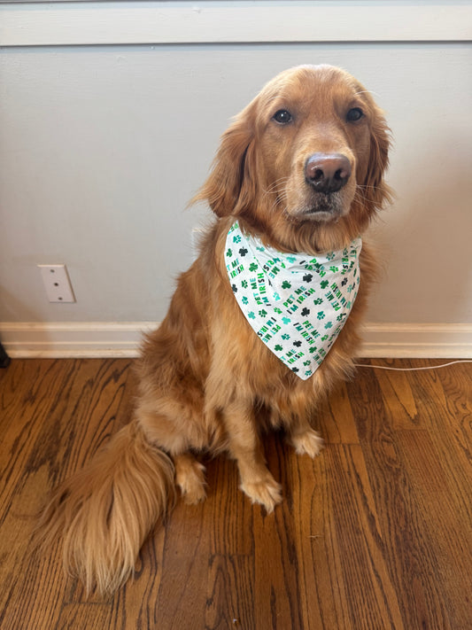 Pet Me, I’m Irish!