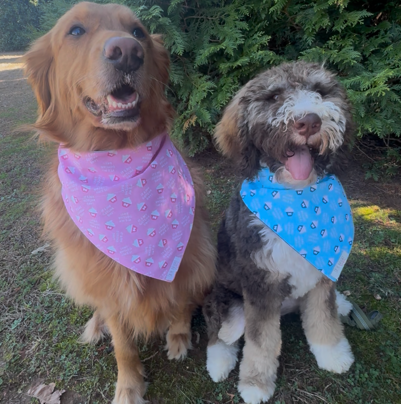 HAPPY GOTCHA DAY!
