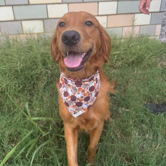 Girly Pumpkin